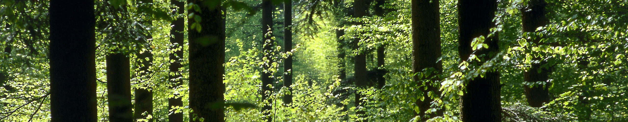 <strong>Holzbau ist nachwachsend</strong>